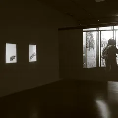 Installation view: An Evening Shoot (1)