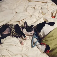Animals
