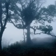 Vampire