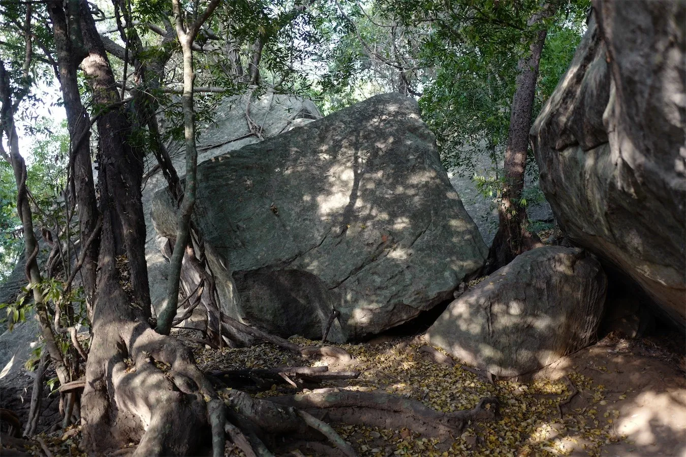 Boulders and tree roots in dappled light